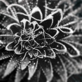 © Killzero Hitori | Cactaceae