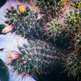 © Killzero Hitori | Cactaceae