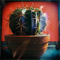 © Killzero Hitori | Cactaceae