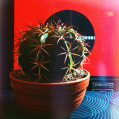 © Killzero Hitori | Cactaceae