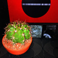 © Killzero Hitori | Cactaceae