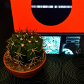 © Killzero Hitori | Cactaceae