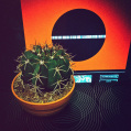 © Killzero Hitori | Cactaceae