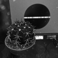 © Killzero Hitori | Cactaceae