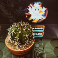 © Killzero Hitori | Cactaceae