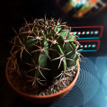 © Killzero Hitori | Cactaceae