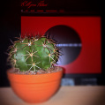 © Killzero Hitori | Cactaceae