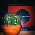 © Killzero Hitori | Cactaceae