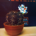 © Killzero Hitori | Cactaceae