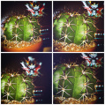 © Killzero Hitori | Cactaceae
