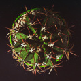 © Killzero Hitori | Cactaceae