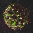 © Killzero Hitori | Cactaceae