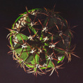 © Killzero Hitori | Cactaceae