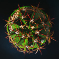 © Killzero Hitori | Cactaceae