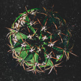 © Killzero Hitori | Cactaceae