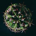 © Killzero Hitori | Cactaceae
