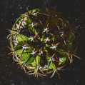 © Killzero Hitori | Cactaceae