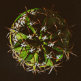 © Killzero Hitori | Cactaceae
