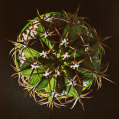 © Killzero Hitori | Cactaceae