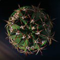 © Killzero Hitori | Cactaceae