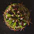 © Killzero Hitori | Cactaceae