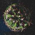 © Killzero Hitori | Cactaceae