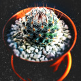 © Killzero Hitori | Cactaceae