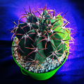 © Killzero Hitori | Cactaceae