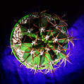 © Killzero Hitori | Cactaceae