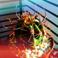 © Killzero Hitori | Cactaceae