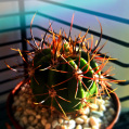 © Killzero Hitori | Cactaceae
