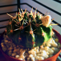 © Killzero Hitori | Cactaceae