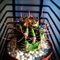 © Killzero Hitori | Cactaceae