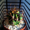 © Killzero Hitori | Cactaceae