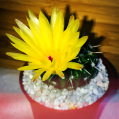 © Killzero Hitori | Cactaceae