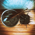 © Killzero Hitori | Cactaceae