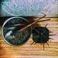 © Killzero Hitori | Cactaceae