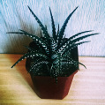 © Killzero Hitori | Cactaceae