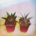© Killzero Hitori | Cactaceae