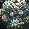 © Killzero Hitori | Cactaceae