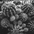 © Killzero Hitori | Cactaceae