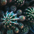 © Killzero Hitori | Cactaceae