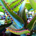 © Killzero Hitori | Cactaceae