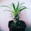 © Killzero Hitori | Cactaceae