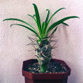 © Killzero Hitori | Cactaceae