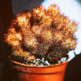 © Killzero Hitori | Cactaceae