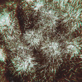 © Killzero Hitori | Cactaceae