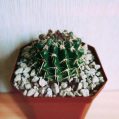 © Killzero Hitori | Cactaceae