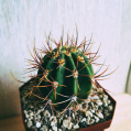 © Killzero Hitori | Cactaceae