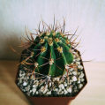 © Killzero Hitori | Cactaceae
